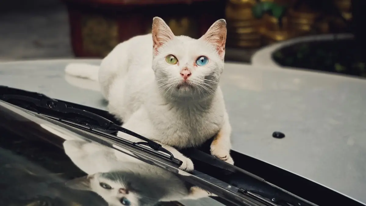 Seekor kucing melakukan slow blink saat berinteraksi dengan manusia. Kedipan lambat dapat menjadi bagian dari komunikasi visual yang menunjukkan suasana interaksi positif. (Pexels/Tung Nguyen)