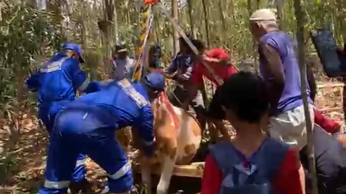 TERPEROSOK: Petugas Damkarmat Sektor Bangorejo mengevakuasi sapi warga yang masuk sumur di Desa Ringintelu, Kecamatan Bangorejo, Jumat (4/9). (Sugiono for Radar Banyuwangi)