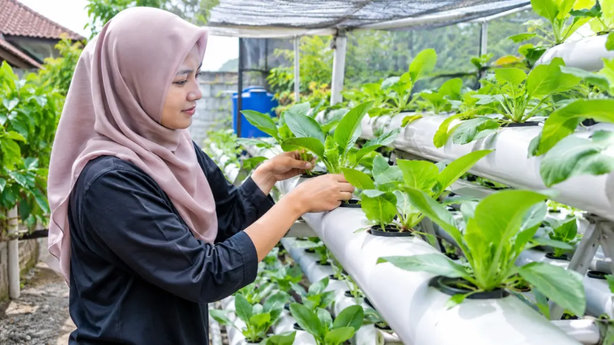 Tanaman hidroponik tumbuh tanpa tanah dengan memperoleh air dan unsur hara melalui larutan nutrisi di sekitar zona perakaran. (ChatGPT)