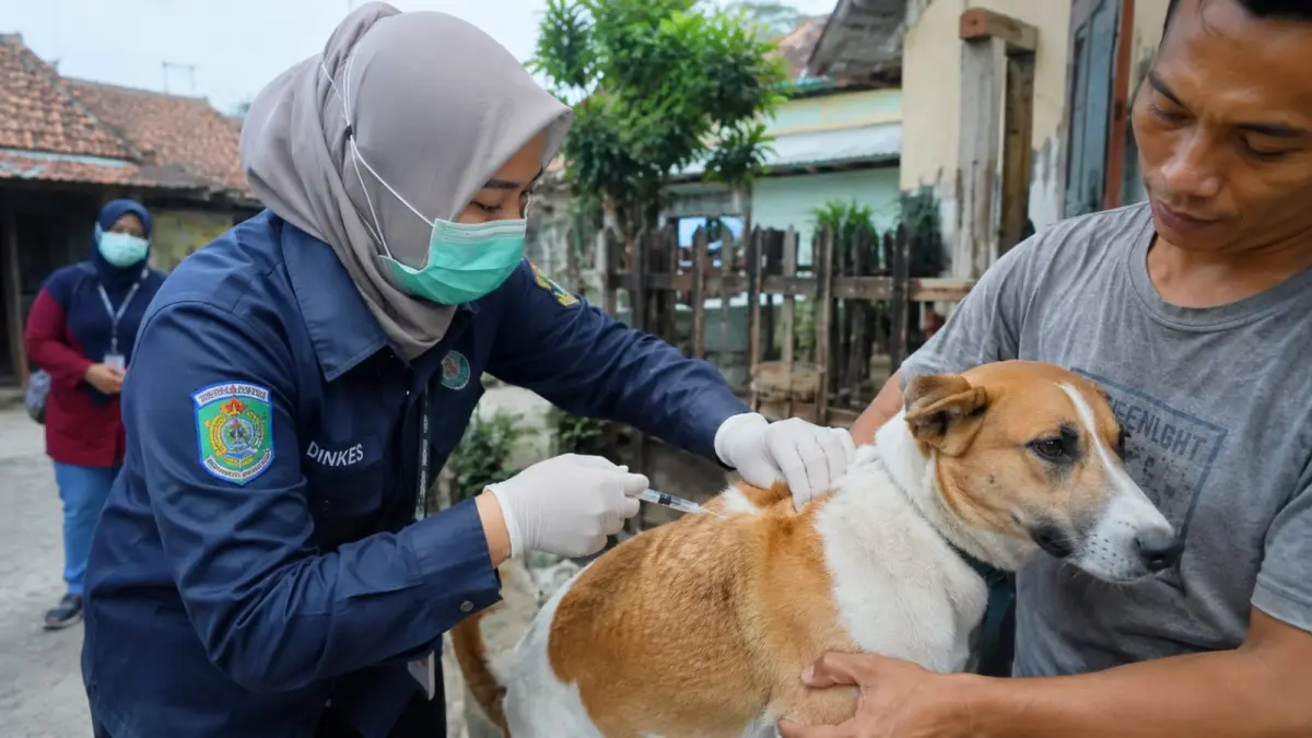 Vaksinasi hewan menjadi salah satu upaya penting untuk mencegah penularan rabies. Masyarakat juga perlu segera mendapatkan penanganan medis setelah mengalami gigitan hewan yang berisiko menularkan rabies. (ChatGPT)