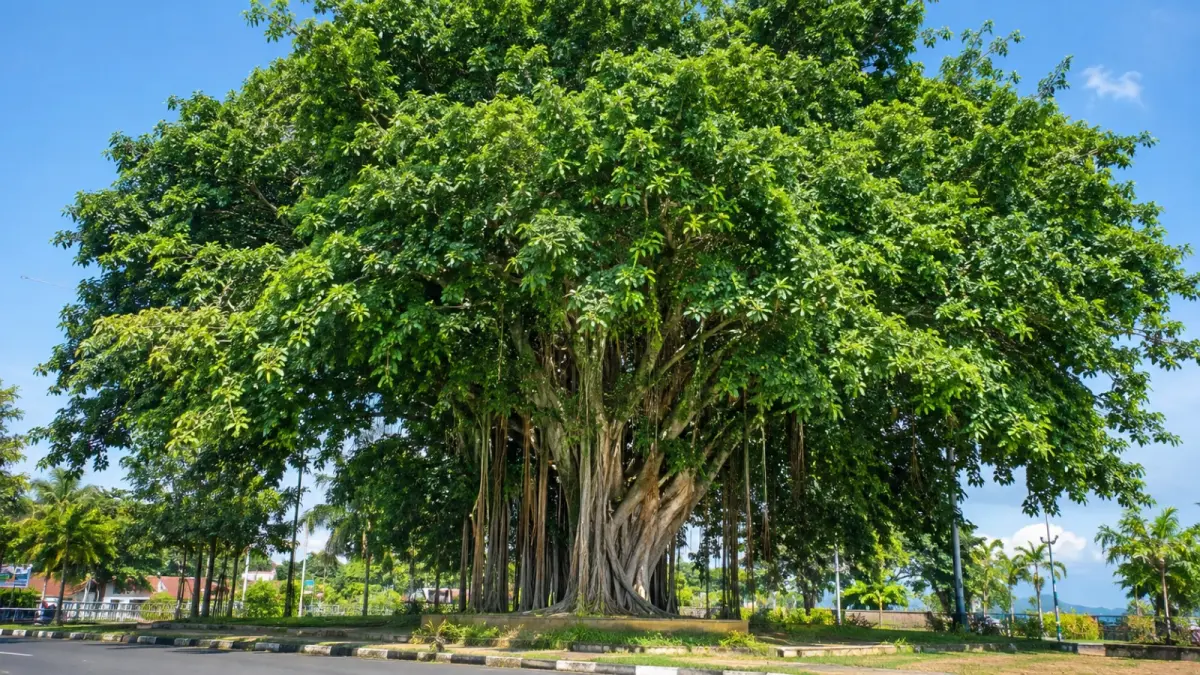 Pohon beringin dengan tajuk lebat tumbuh sebagai peneduh di ruang terbuka. Selain memberikan keteduhan, karakter akar dan buahnya membuat Ficus memiliki peran ekologis bagi lingkungan sekitar. (ChatGPT)