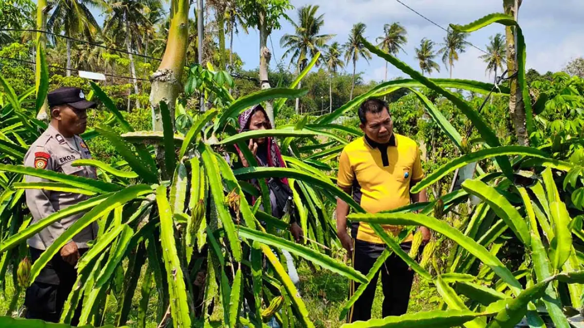 OLAH TKP: Petugas Polsek Tegaldlimo melakukan oleh TKP dugaan pencurian lampu kebun buah naga di Desa Wringinpitu, Kecamatan Tegaldlimo, pada Jumat (11/9). (Sadimun for Radar Banyuwangi)
