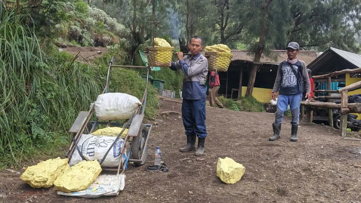 Dengan tata kelola baru nanti, jalur penambang belerang dari kawah Ijen hingga pos penimbangan belerang akan dipisah dengan jalur wisatawan. (Ramada Kusuma/Radar Banyuwangi)
