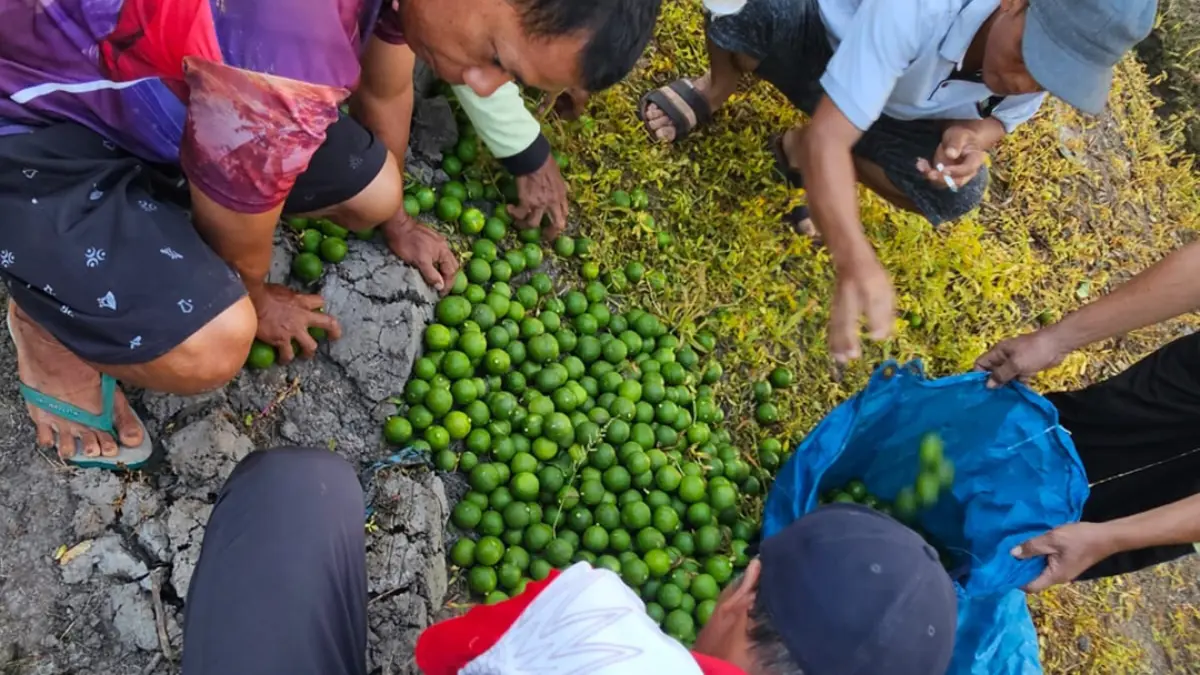 BARANG BUKTI: Warga mengumpulkan jeruk nipis yang dicuri HS dan VK di kebun milik SA, Dusun Kedungrejo, Desa Sambimulyo, Kecamatan Bangorejo, Selasa (15/9). (Foto: Polsek Bangorejo)