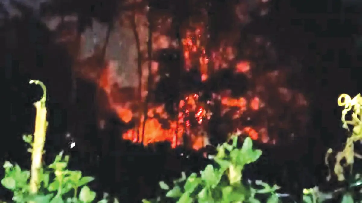 MENYALA: Satu rumpun bambu di kawasan lahan pertanian Desa/Kecamatan Bangorejo terbakar pada Minggu malam (4/10). (DWI for Radar Banyuwangi)