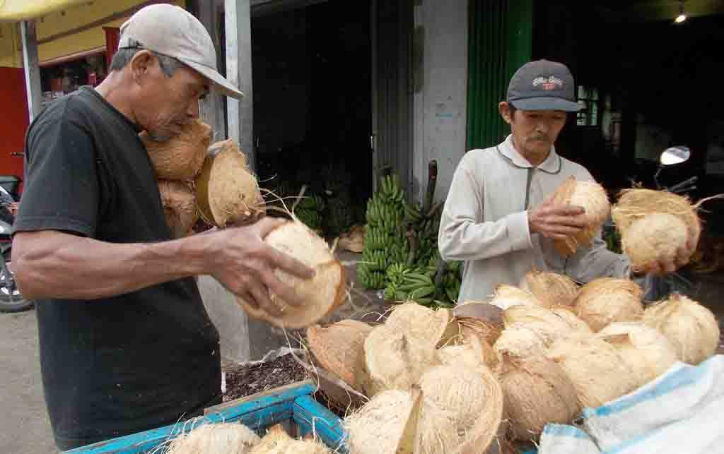 harga-buah-kelapa-turun
