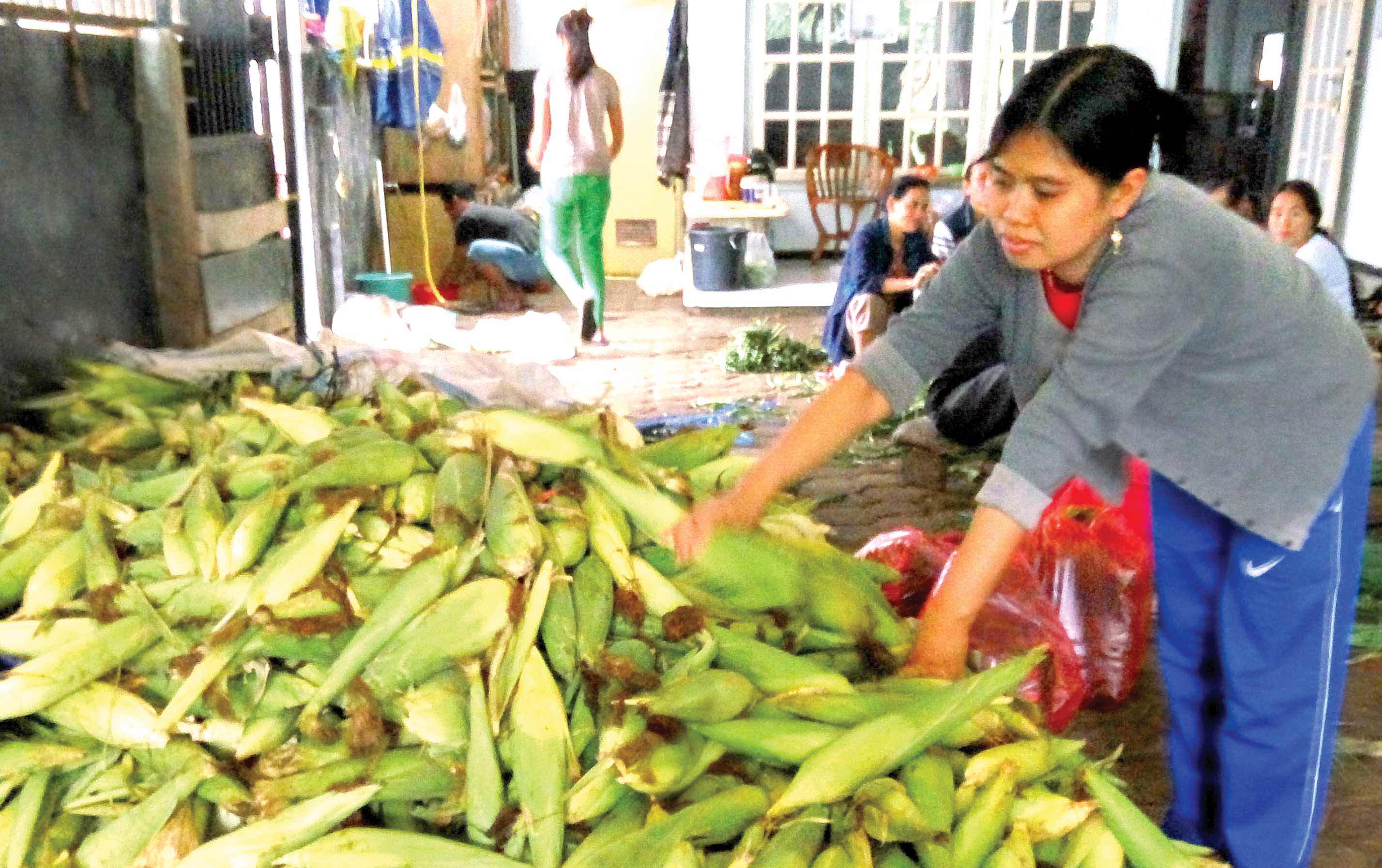harga-jagung-manis-menjanjikan-petani-untung