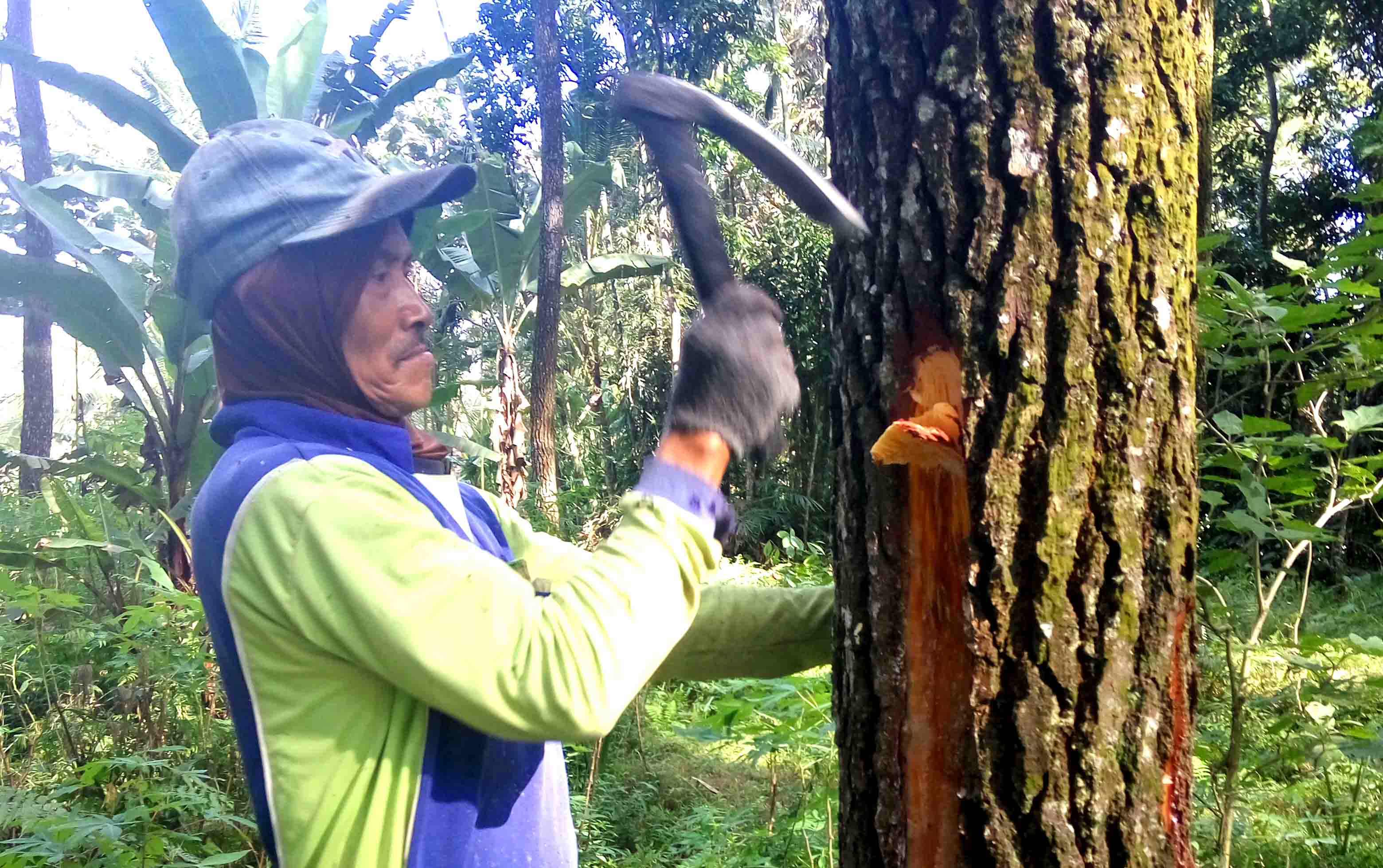 setahun-produksi-getah-pinus-4000-ton