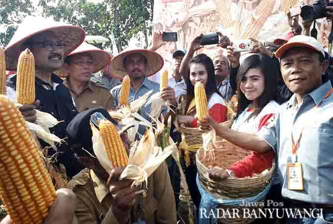 gus-ipul-tinjau-lokasi-penanaman-jagung-hibrida-p21-dahsyat