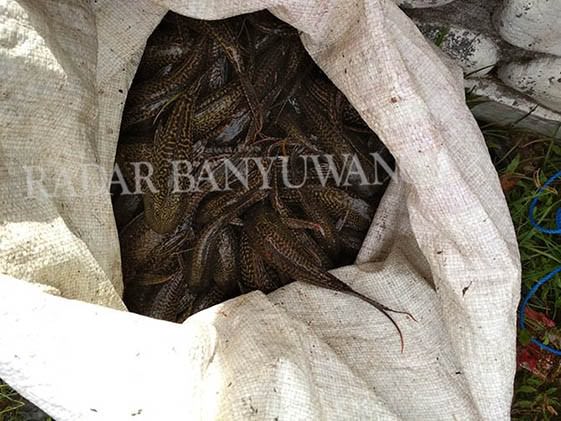 fenomena-ikan-pembersih-kaca-dkp-belum-tahu