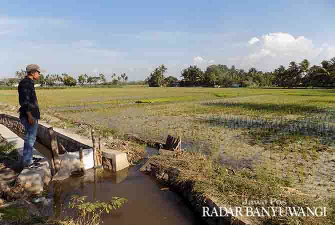 limbah-tetes-tebu-berbahaya-karena-mengandung-zat-nitrogen