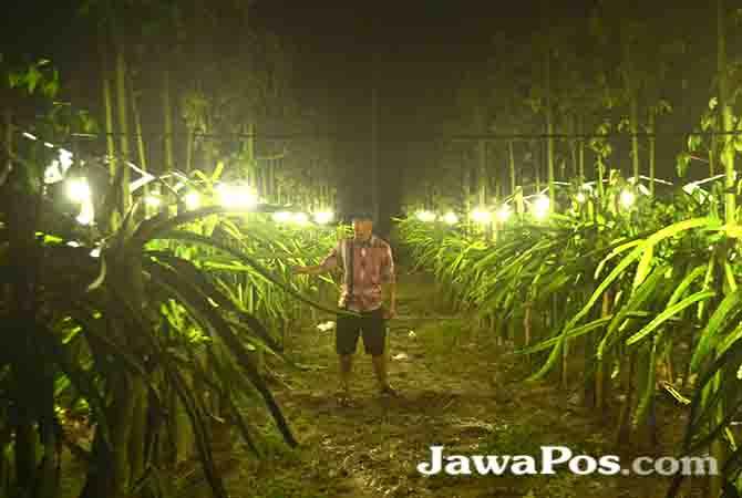 dipasangi-listrik-buah-naga-berbuah-sepanjang-tahun