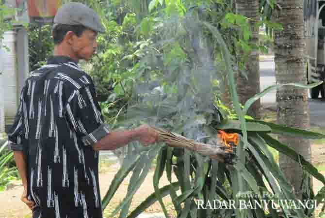 diserang-semut-dan-ulat-pohon-buah-naga-terpaksa-dibakar