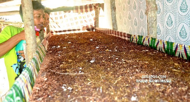 cacing-bermanfaat-sembuhkan-penyakit