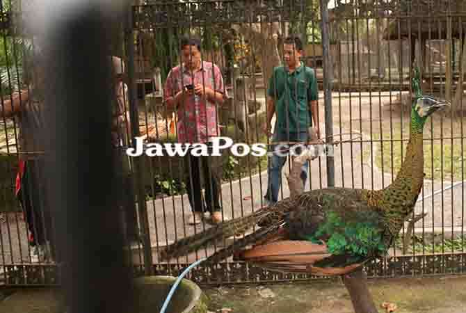 kondisi-burung-merak-hijau-mulai-membaik