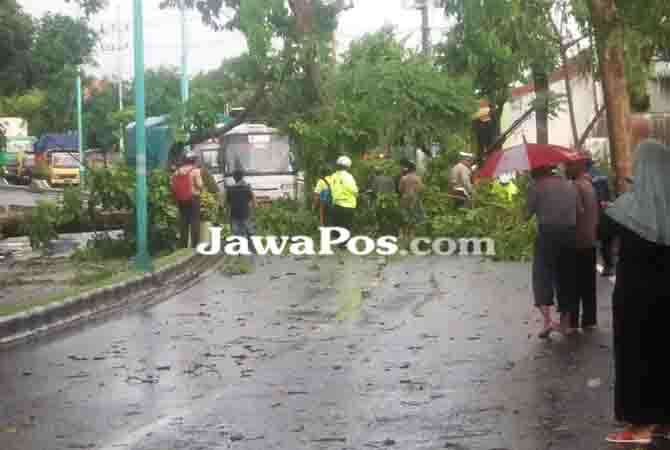 pohon-tumbang-jalan-brawijaya-cungking-sempat-tertutup
