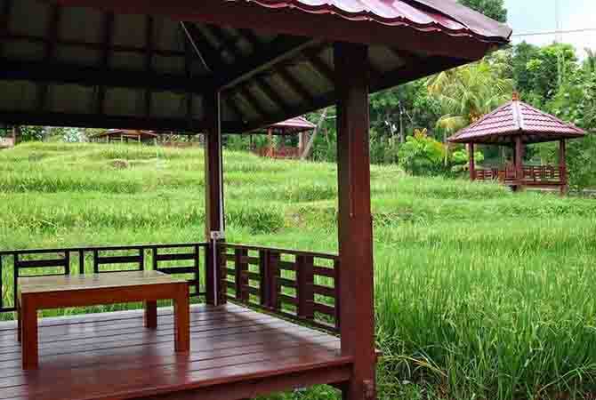 sensasi-makan-di-tepi-sawah