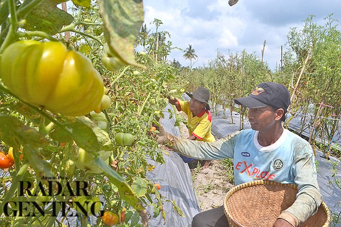 tanaman-buah-ranti-terserang-jamur-trip