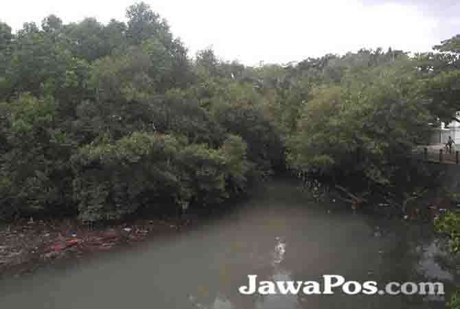 tanaman-mangrove-di-sekitar-pantai-boom-bisa-jadi-wisata-baru