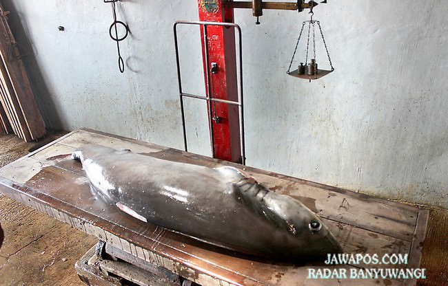 nelayan-muncar-buru-ikan-hiu