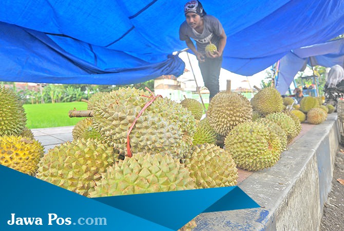 sentra-durian-bergeser-ke-giri-dan-kalipuro