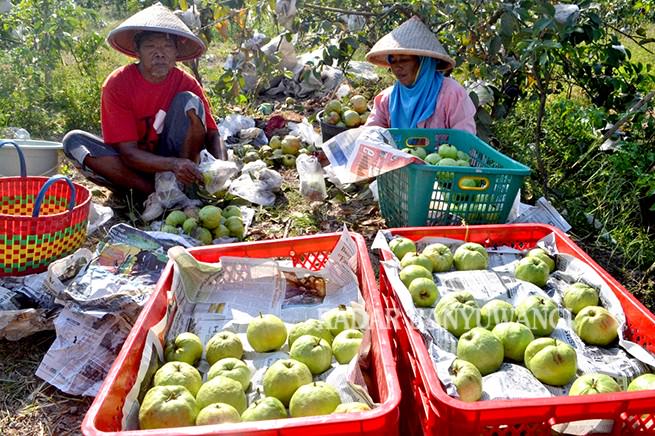 buah-jambu-kristal-laris-manis