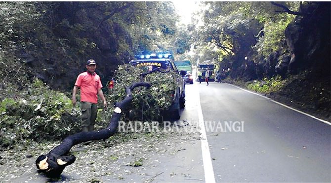 pohon-tumbang-tutup-jalan-raya-tampora