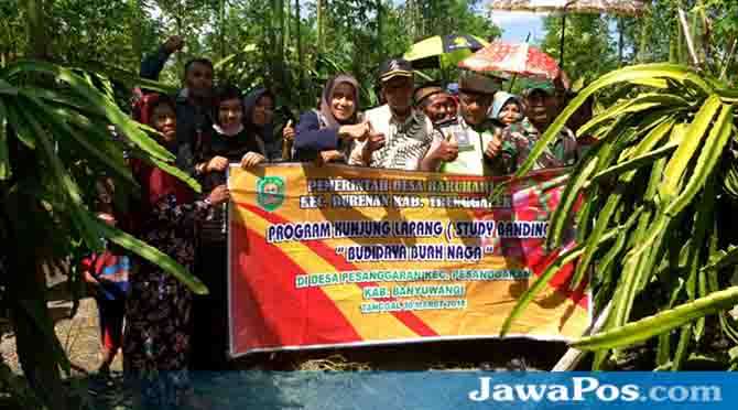 buah-naga-di-desa-ringinagung-bisa-jadi-tujuan-agrowisata