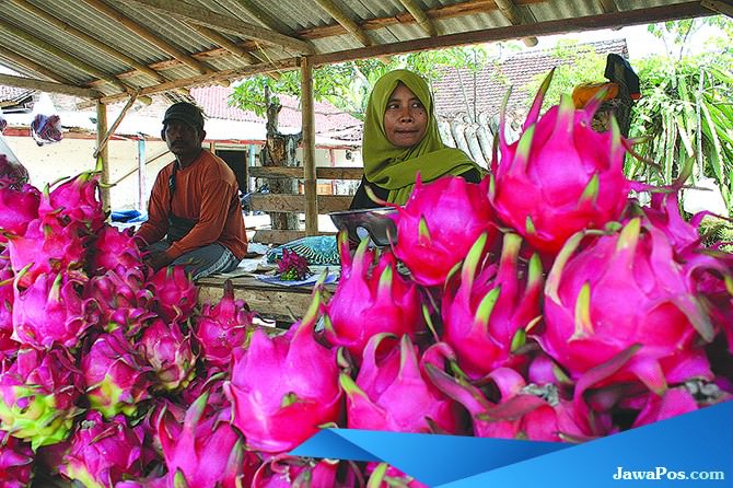 harga-buah-naga-kembali-melambung