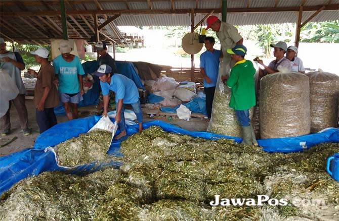 tebon-jagung-pakan-ternak-sapi-bernilai-ekonomis