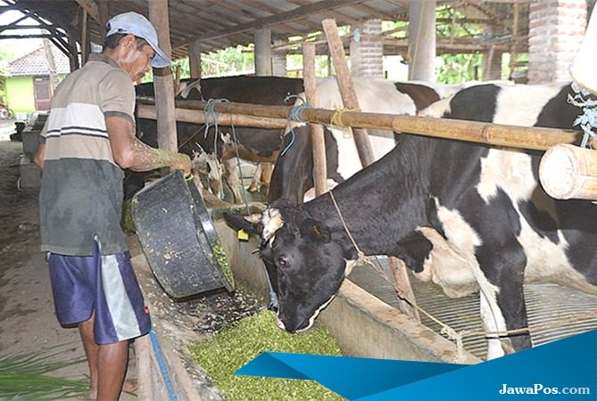 ternak-sapi-perah-cukup-menjanjikan