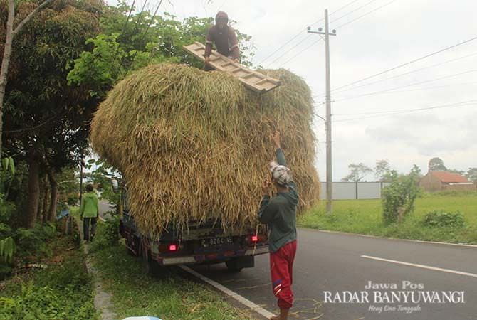 manfaatkan-jerami-untuk-silase-pakan-sapi