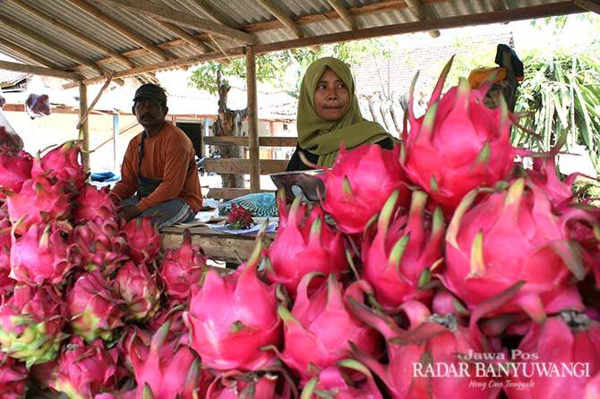 miliki-kualitas-bagus-harga-buah-naga-banyuwangi-di-atas-rp-10000