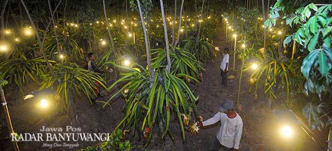 rangsang-buah-naga-pakai-lampu-pln-banyuwangi-raih-juara-dua-nasional