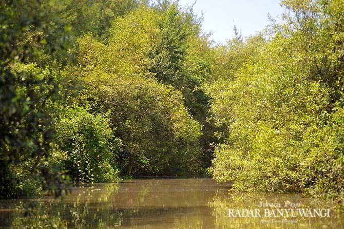 asyiknya-menikmati-hutan-mangrove-sambil-susur-sungai-di-pantai-cemara