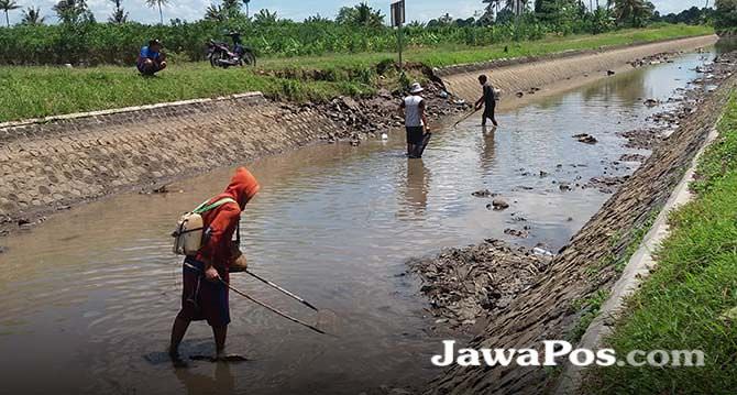sungai-irigasi-dikeringkan-ramai-ramai-setrum-ikan