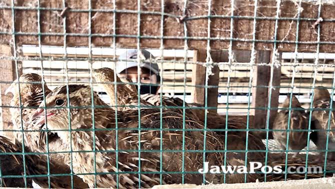 awas-infectious-coryza-serang-burung-puyuh