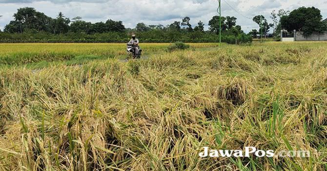 diterjang-angin-tanaman-padi-ambruk
