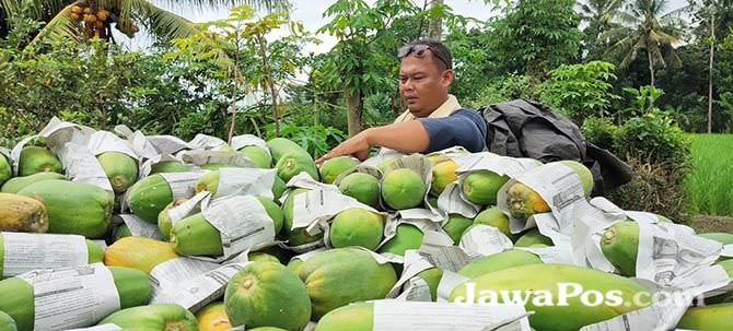 harga-pepaya-kalifornia-mulai-naik
