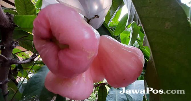 jambu-air-kaya-vitamin-dan-idola-penghobi-rujak