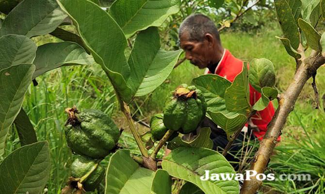 jambu-kristal-diserang-tikus-dan-kelelawar