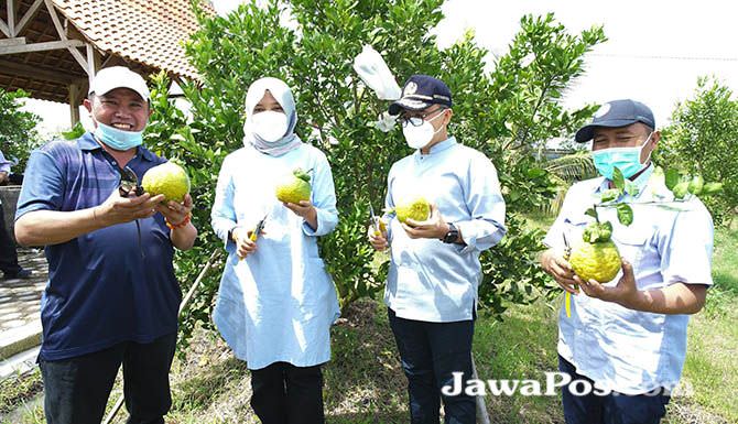 jeruk-dekopon-jadi-primadona-petani