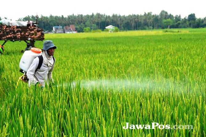 musim-hujan-petani-tangkal-serangan-belalang