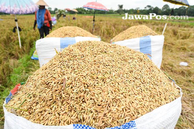 Ilustrasi petani panen padi.