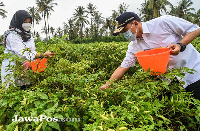 program-pupuk-organik-gratis-disambut-gembira-petani