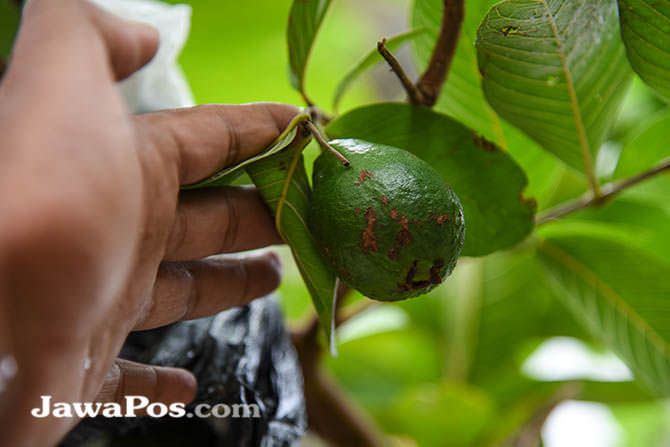 tahukan-anda-ternyata-daun-jambu-biji-bisa-mencegah-diare