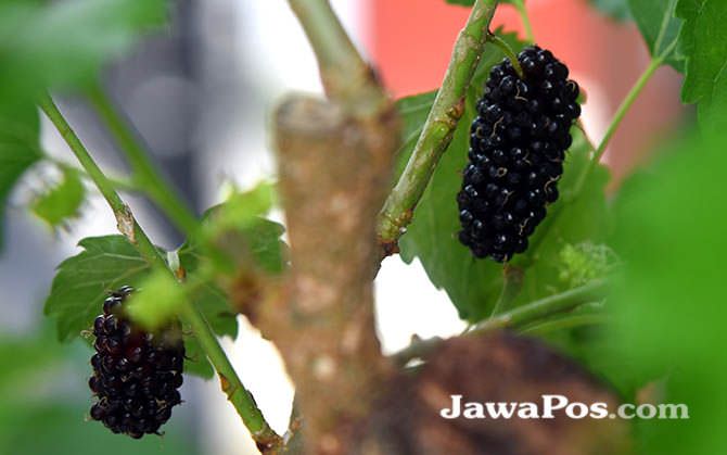 buah-murbei-si-hitam-manis-yang-kaya-manfaat
