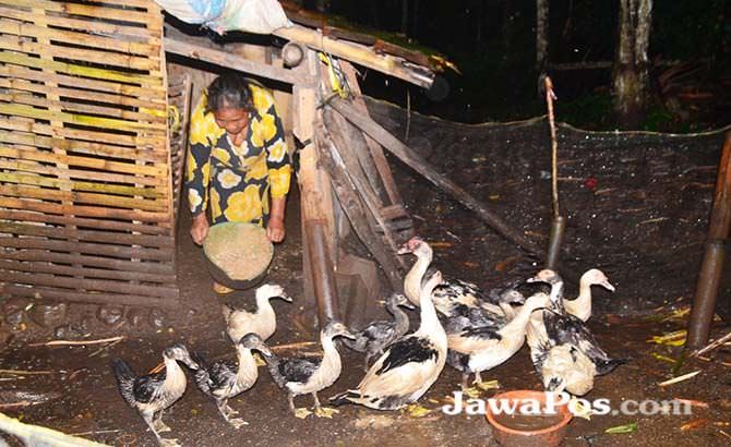 dikonsumsi-untuk-pengobatan-nyeri-saluran-kemih