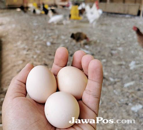 kandungan-nutrisi-telur-nyaris-setara