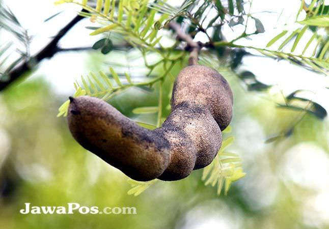 namanya-saja-asam-rasanya-jelas-masam